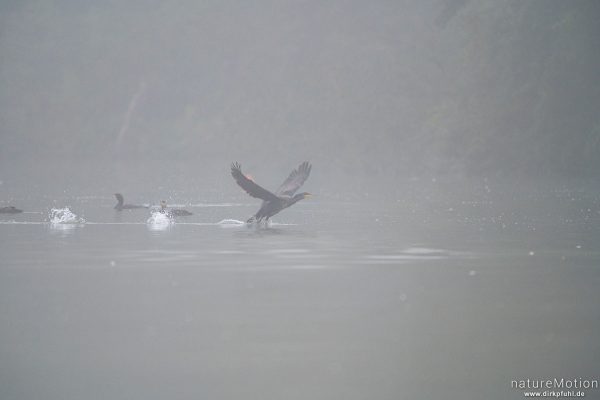 Kormoran, Phalacrocorax carbo, Phalacrocoracidae, Gruppe von Tieren beim gemeinsamen Fischen, Kiessee, Göttingen, Deutschland