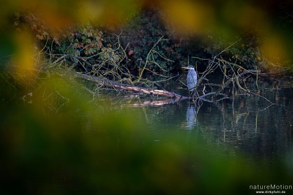 Graureiher, Ardea cinerea, Ardeidae, Kiessee, Göttingen, Deutschland