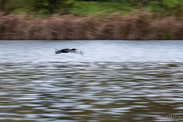Kormoran, Phalacrocorax carbo, Phalacrocoracidae, Tier fliegt niedrig über den Kiessee, Göttingen, Deutschland
