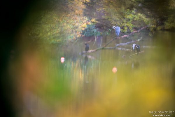 Graureiher, Ardea cinerea, Ardeidae, Kormorane, Kiessee, montage, Göttingen, Deutschland