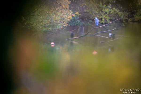 Graureiher, Ardea cinerea, Ardeidae, Kormorane, Kiessee, Göttingen, Deutschland