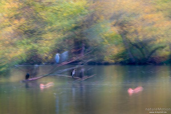 Graureiher, Ardea cinerea, Ardeidae, Kormorane, Kiessee, montage, Göttingen, Deutschland