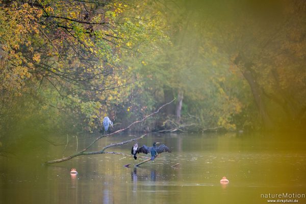 Graureiher, Ardea cinerea, Ardeidae, Kormorane, Kiessee, Göttingen, Deutschland
