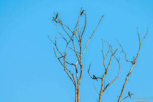 Bienenfresser, Merops apiaster, 	Bienenfresser (Meropidae), Tiere im Geäst, Kaiserstuhl, Ihringen am Kaiserstuhl, Deutschland