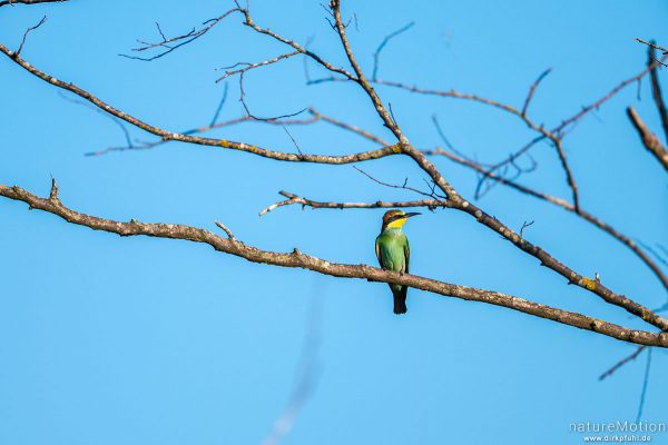 Bienenfresser, Merops apiaster, 	Bienenfresser (Meropidae), Tiere im Geäst, Kaiserstuhl, Ihringen am Kaiserstuhl, Deutschland