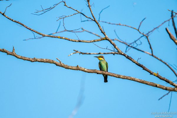 Bienenfresser, Merops apiaster, 	Bienenfresser (Meropidae), Tiere im Geäst, Kaiserstuhl, Ihringen am Kaiserstuhl, Deutschland