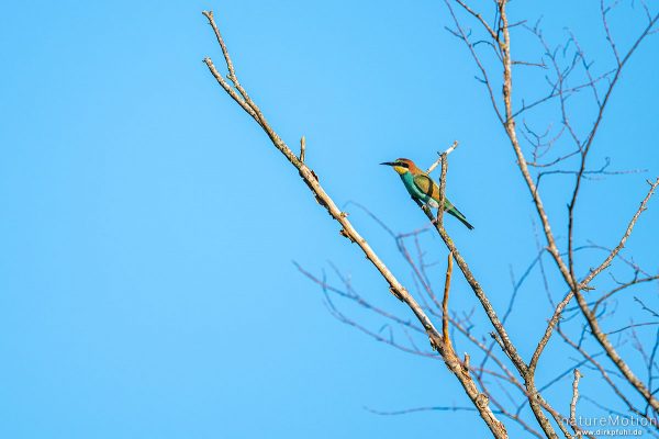 Bienenfresser, Merops apiaster, 	Bienenfresser (Meropidae), Tiere im Geäst, Kaiserstuhl, Ihringen am Kaiserstuhl, Deutschland