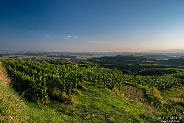 Weinberge, Blick in die Rheinebene und auf die Vogesen, Kaiserstuhl, Ihringen am Kaiserstuhl, Deutschland