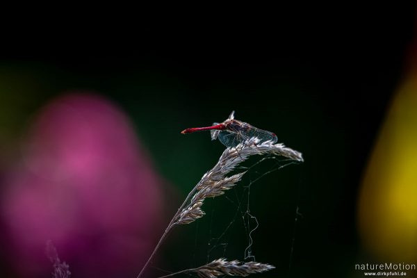 Blutrote Heidelibelle, Sympetrum sanguineum, Segellibellen (Libellulidae), Männchen, Ansitz, Flüthe, Göttingen, Deutschland
