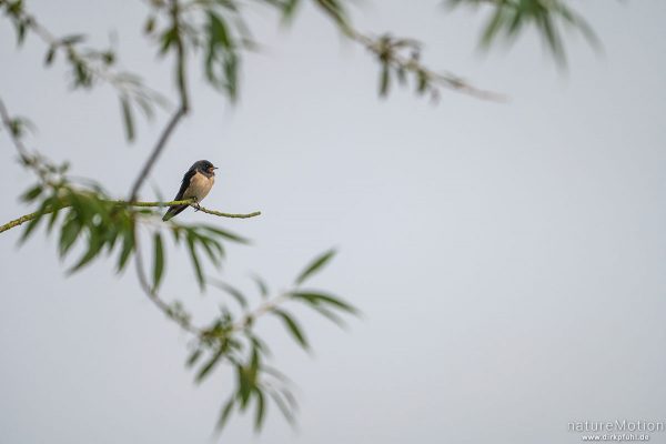 Rauchschwalbe, Hirundo rustica, Schwalben (Hirundinidae), sitzen auf überhängendem Ast am Ufer Kiessee, Göttingen, Deutschland