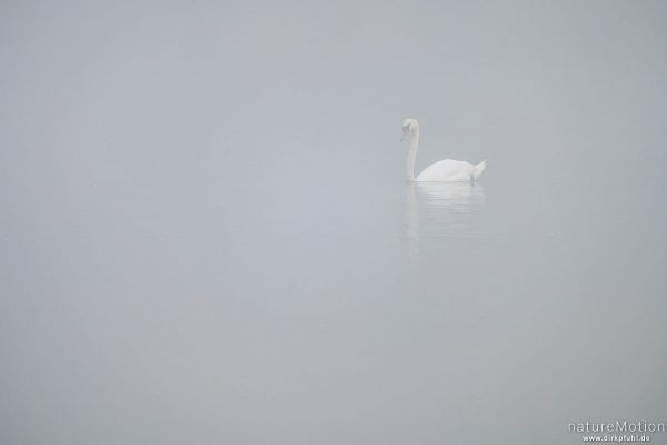 Höckerschwan, Cygnus olor, Entenvögel (Anatidae), schwimmt durch den Nebel, Kiessee, Göttingen, Deutschland