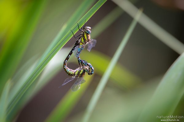 Herbst-Mosaikjungfer, Aeshna mixta, Aeshnidae, Paarung, Levinscher Park, Göttingen, Deutschland