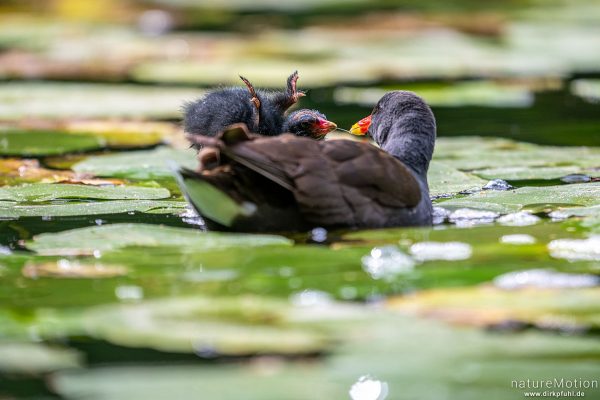 Teichralle, Teichhuhn, Gallinula chloropus, Rallenvögel (Rallidae), Küken und Alttier, Levinscher Park, Göttingen, Deutschland
