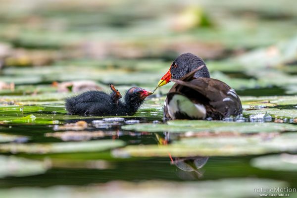 Teichralle, Teichhuhn, Gallinula chloropus, Rallenvögel (Rallidae), Küken und Alttier, Levinscher Park, Göttingen, Deutschland