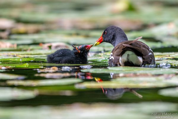 Teichralle, Teichhuhn, Gallinula chloropus, Rallenvögel (Rallidae), Küken und Alttier, Levinscher Park, Göttingen, Deutschland
