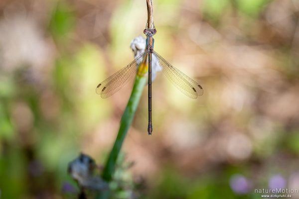 Gemeine Binsenjungfer, Lestes sponsa, Teichjungfern (Lestidae), Weibchen, Botanischer Garten, Frankfurt a.M., Deutschland