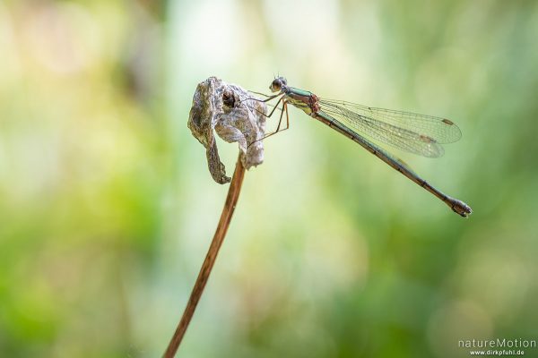 Gemeine Binsenjungfer, Lestes sponsa, Teichjungfern (Lestidae), Weibchen, Botanischer Garten, Frankfurt a.M., Deutschland