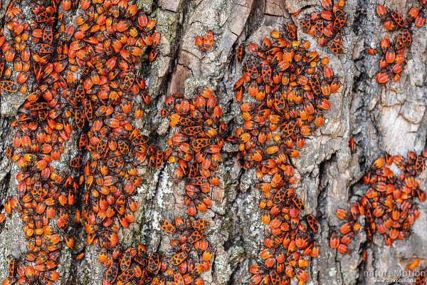 Feuerwanze, Pyrrhocoris apterus, Pyrrhocoridae, große Kolonie an Linde, Botanischer Garten, Frankfurt a.M., Deutschland