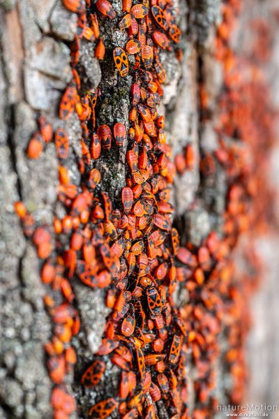 Feuerwanze, Pyrrhocoris apterus, Pyrrhocoridae, große Kolonie an Linde, Botanischer Garten, Frankfurt a.M., Deutschland