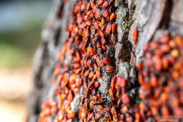 Feuerwanze, Pyrrhocoris apterus, Pyrrhocoridae, große Kolonie an Linde, Botanischer Garten, Frankfurt a.M., Deutschland