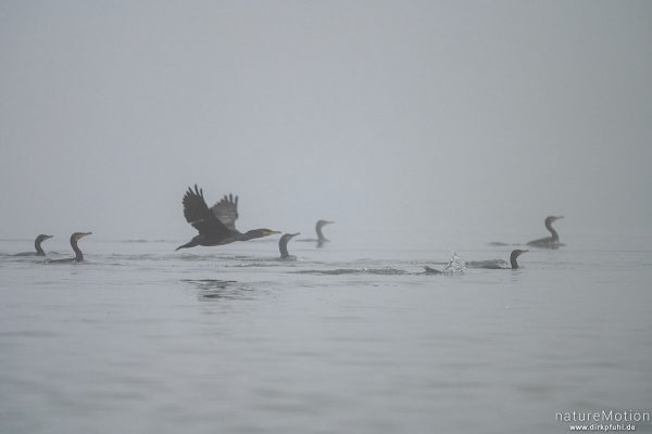 Kormoran, Phalacrocorax carbo, Phalacrocoracidae, Gruppe von Tieren beim gemeinsamen Fischen, Kiessee, Göttingen, Deutschland