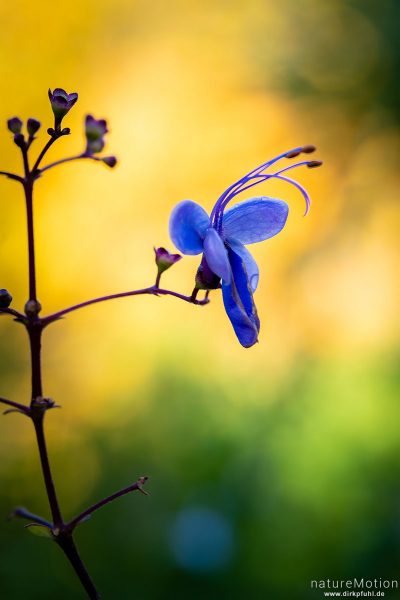 Uganda-Losstrauch, Rotheca myricoides, Lamiaceae, Blüte, Botanischer Garten, Frankfurt a.M., Deutschland
