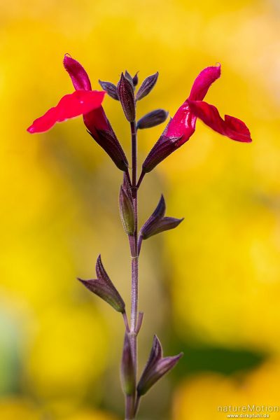 Johannisbeer-Salbei, Salvia microphylla, Lippenblütler (Lamiaceae), Blüten, Botanischer Garten, Frankfurt a.M., Deutschland