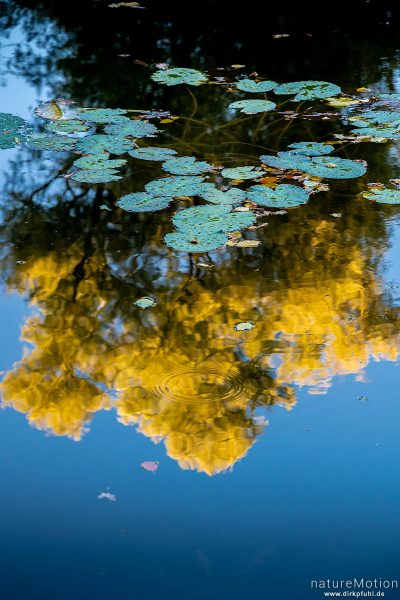 Teich, Spiegelung Herbstlaub, Botanischer Garten, Frankfurt a.M., Deutschland