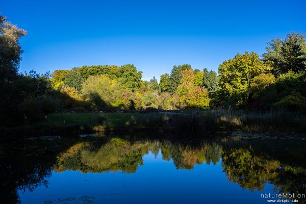 Teich, Spiegelung Herbstlaub, Botanischer Garten, Frankfurt a.M., Deutschland