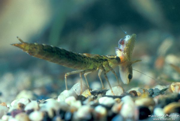 Blaugrüne Mosaikjungfer, Aeshna cyanea, Aeshnidae, Larve frisst eine Molchlarve, Göttingen, Deutschland