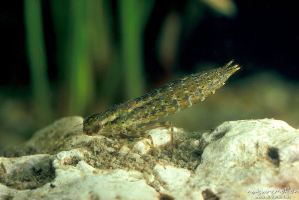 Blaugrüne Mosaikjungfer, Aeshna cyanea, Aeshnidae, Larve, Göttingen, Deutschland