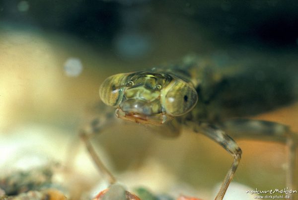 Blaugrüne Mosaikjungfer, Aeshna cyanea, Aeshnidae, Larve, Göttingen, Deutschland