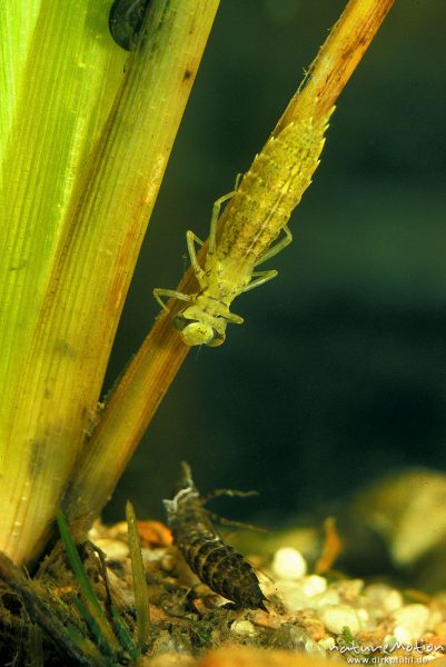 Blaugrüne Mosaikjungfer, Aeshna cyanea, Aeshnidae, Larve, Häutung, Göttingen, Deutschland