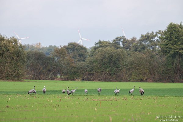 Kranich, Grauer Kranich, Grus grus, Kraniche  (Gruidae), Tiere beim äsen, Diepholzer Moorniederung, Deutschland