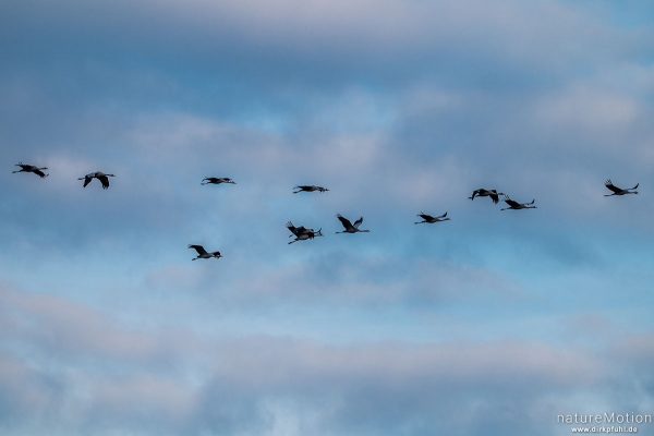 Kranich, Grauer Kranich, Grus grus, Kraniche  (Gruidae), abendlicher Einflug zum Rastplatz, Neustädter Moor, Diepholzer Moorniederung, Deutschland