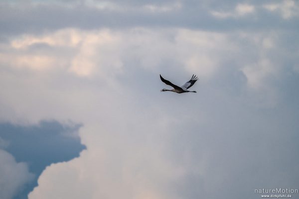 Kranich, Grauer Kranich, Grus grus, Kraniche  (Gruidae), abendlicher Einflug zum Rastplatz, Neustädter Moor, Diepholzer Moorniederung, Deutschland