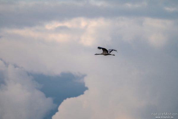 Kranich, Grauer Kranich, Grus grus, Kraniche  (Gruidae), abendlicher Einflug zum Rastplatz, Neustädter Moor, Diepholzer Moorniederung, Deutschland