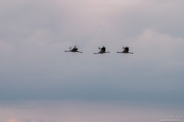 Kranich, Grauer Kranich, Grus grus, Kraniche  (Gruidae), abendlicher Einflug zum Rastplatz, Neustädter Moor, Diepholzer Moorniederung, Deutschland