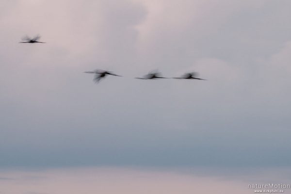 Kranich, Grauer Kranich, Grus grus, Kraniche  (Gruidae), abendlicher Einflug zum Rastplatz, Neustädter Moor, Diepholzer Moorniederung, Deutschland