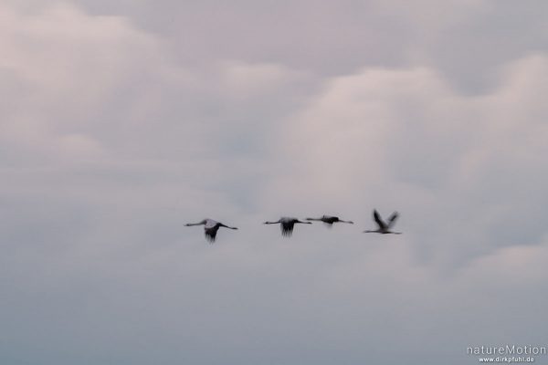 Kranich, Grauer Kranich, Grus grus, Kraniche  (Gruidae), abendlicher Einflug zum Rastplatz, Neustädter Moor, Diepholzer Moorniederung, Deutschland