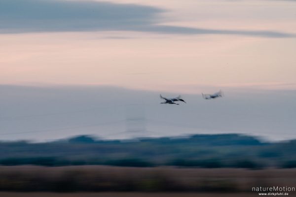 Kranich, Grauer Kranich, Grus grus, Kraniche  (Gruidae), abendlicher Einflug zum Rastplatz, Neustädter Moor, Diepholzer Moorniederung, Deutschland