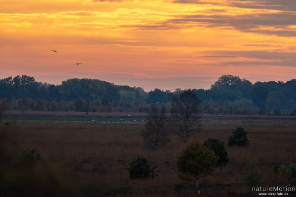 Kranich, Grauer Kranich, Grus grus, Kraniche  (Gruidae), abendlicher Einflug zum Rastplatz, Neustädter Moor, Diepholzer Moorniederung, Deutschland