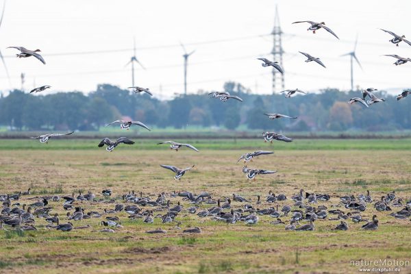 einige Tausend Gänse (Graugans, Blessgans) rasten auf Wiesen am Dümmer, Diepholzer Moorniederung, Deutschland