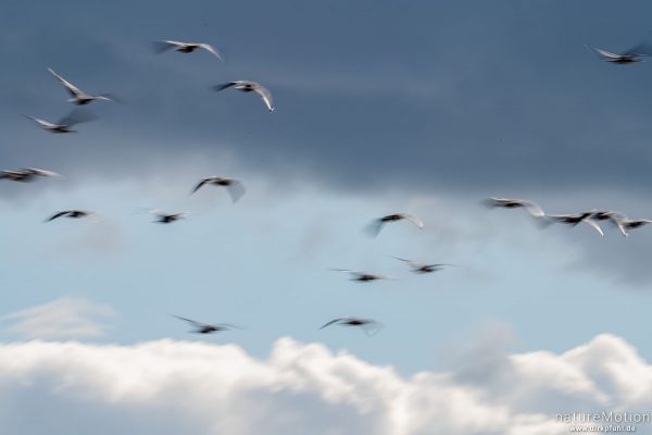 einige Tausend Gänse (Graugans, Blessgans) rasten auf Wiesen am Dümmer, Diepholzer Moorniederung, Deutschland