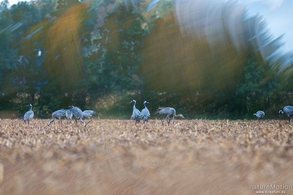 Kranich, Grauer Kranich, Grus grus, Kraniche  (Gruidae), Tiere beim äsen, Diepholzer Moorniederung, Deutschland