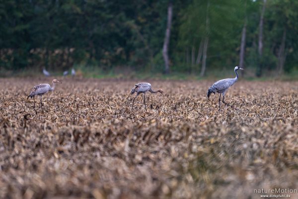 Kranich, Grauer Kranich, Grus grus, Kraniche  (Gruidae), Tiere beim äsen, Diepholzer Moorniederung, Deutschland