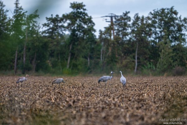 Kranich, Grauer Kranich, Grus grus, Kraniche  (Gruidae), Tiere beim äsen, Diepholzer Moorniederung, Deutschland