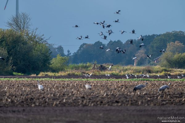 Kranich, Grauer Kranich, Grus grus, Kraniche  (Gruidae), Tiere beim äsen, Diepholzer Moorniederung, Deutschland