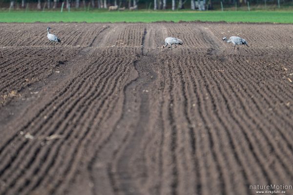 Kranich, Grauer Kranich, Grus grus, Kraniche  (Gruidae), Tiere beim äsen, Diepholzer Moorniederung, Deutschland