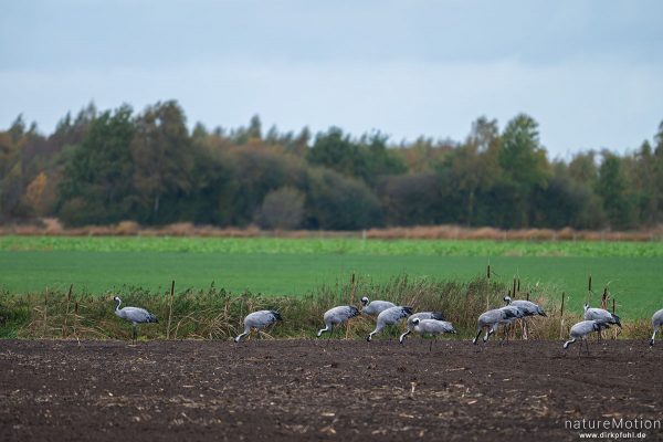Kranich, Grauer Kranich, Grus grus, Kraniche  (Gruidae), Tiere beim äsen, Diepholzer Moorniederung, Deutschland